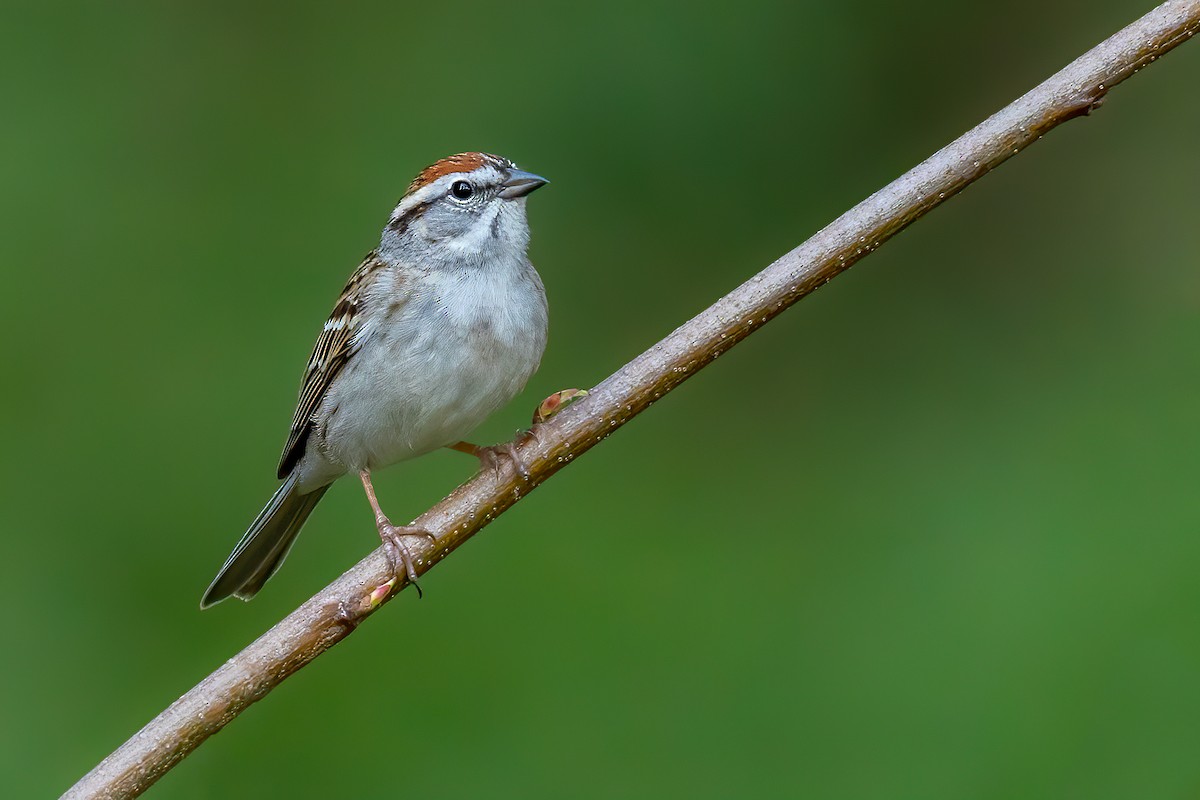Chipping Sparrow - ML221615831