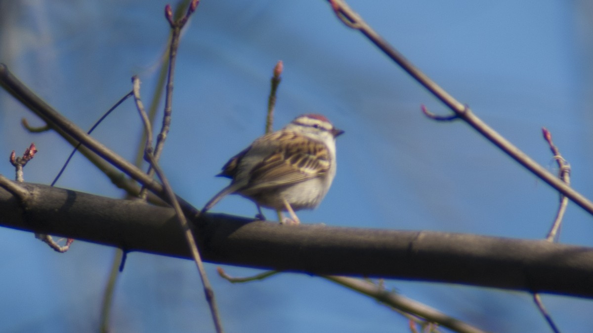 Chipping Sparrow - ML221616181