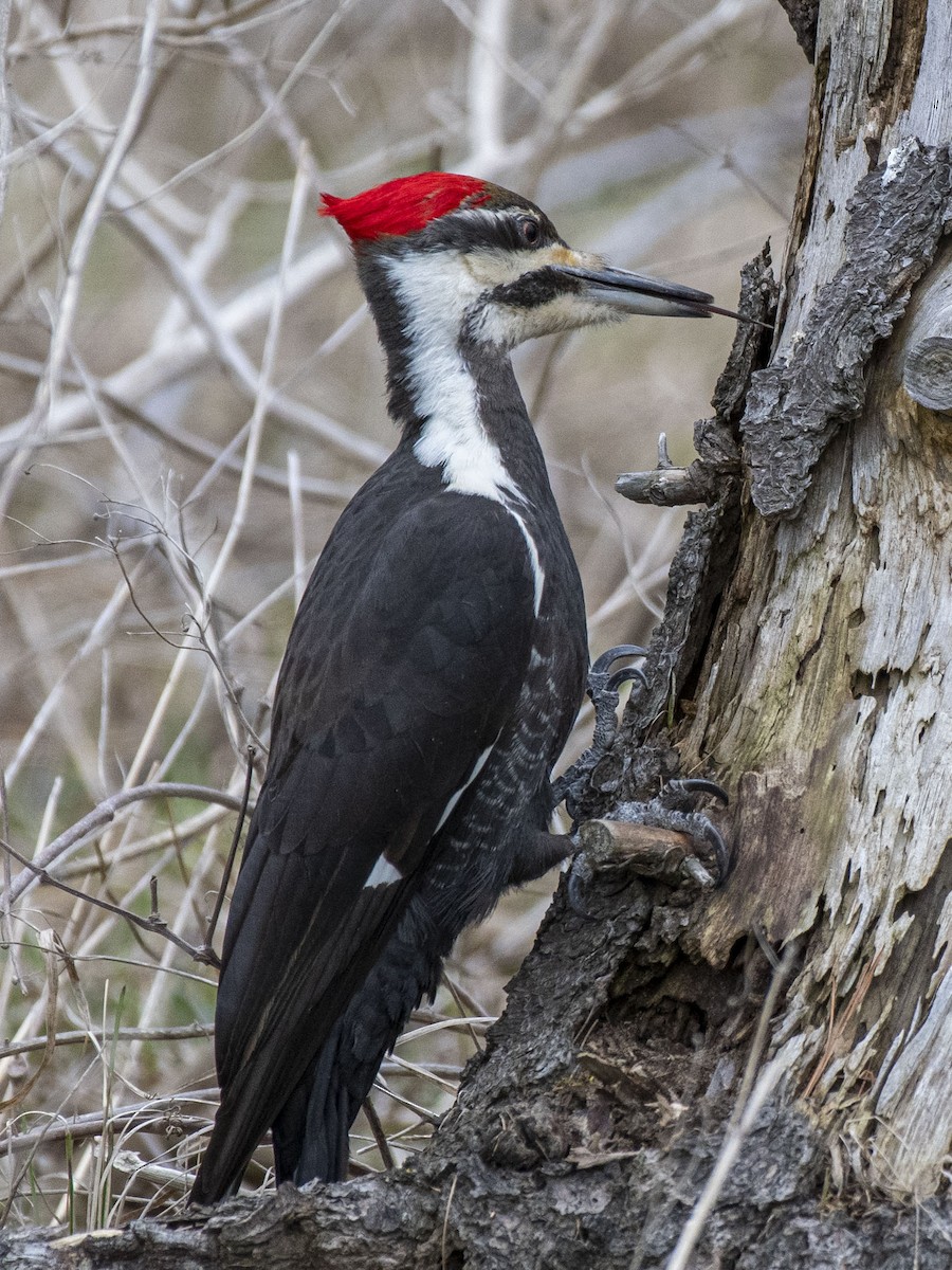 Pileated Woodpecker - ML221617401