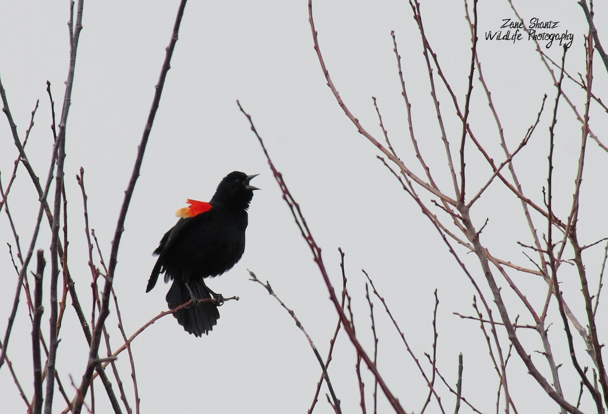 Red-winged Blackbird - ML221617841