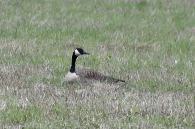 eBird Checklist - 7 Apr 2020 - Fairfax Pond-Rehe WMA - 24 species