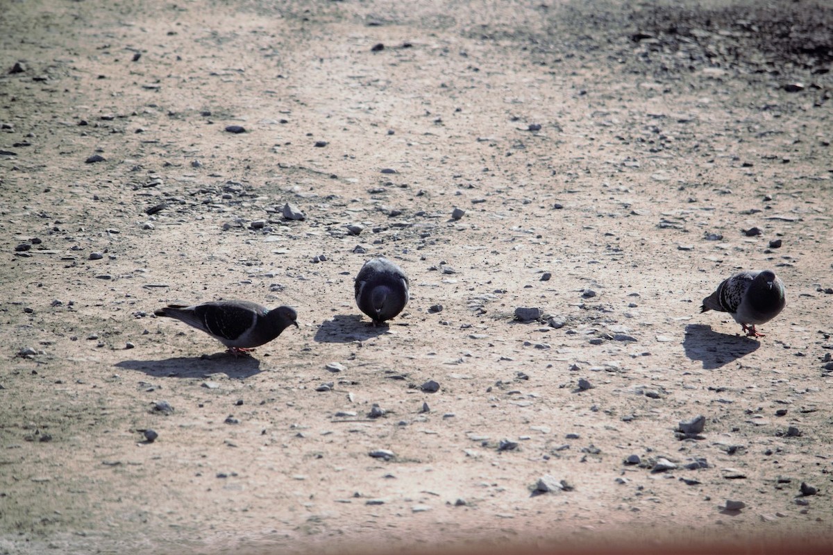 Rock Pigeon (Feral Pigeon) - ML221619411