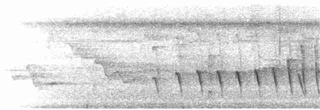 Chocó-Strichelameisenschlüpfer - ML221619531