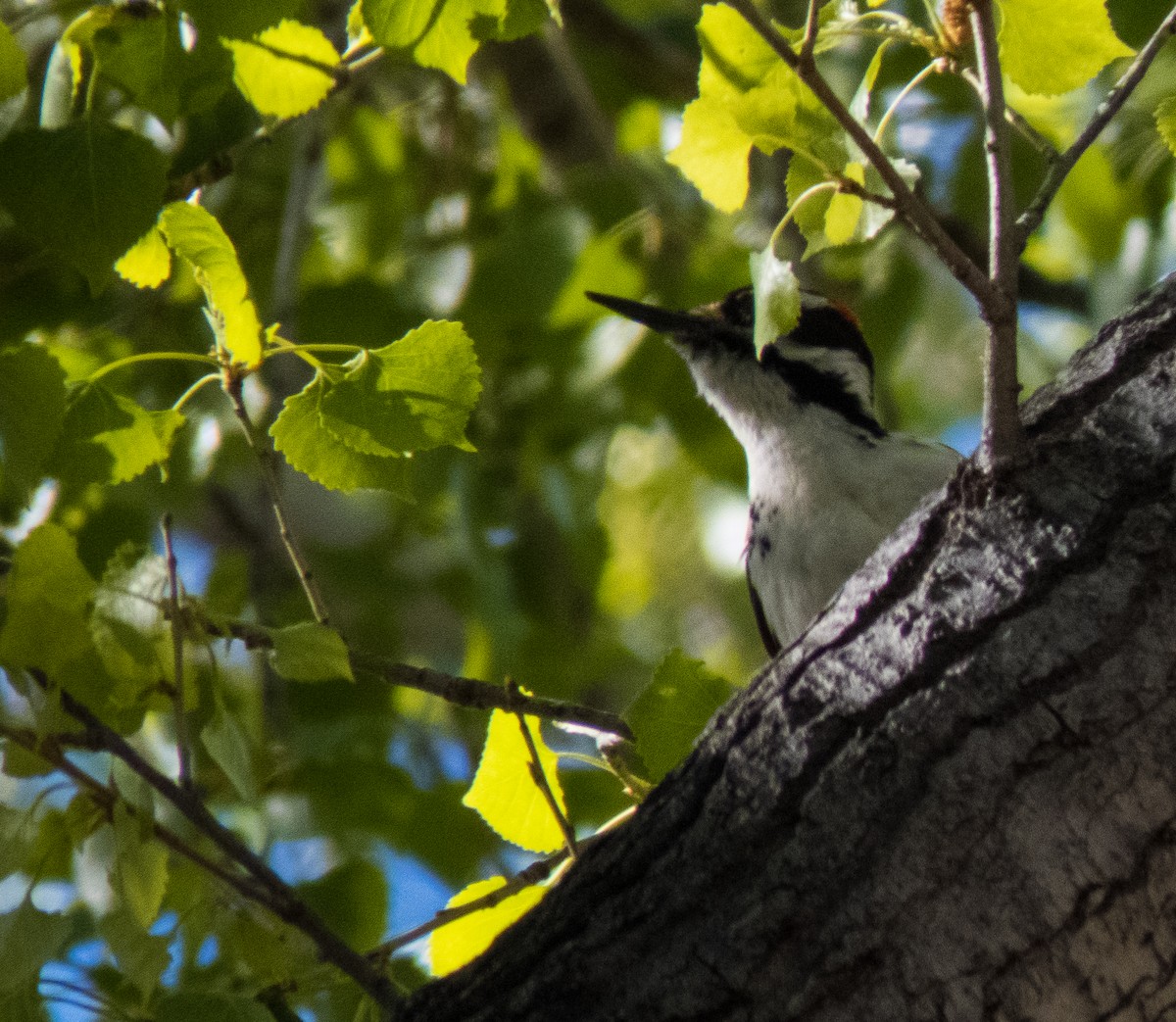 Hairy Woodpecker (Rocky Mts.) - Lois Farrington