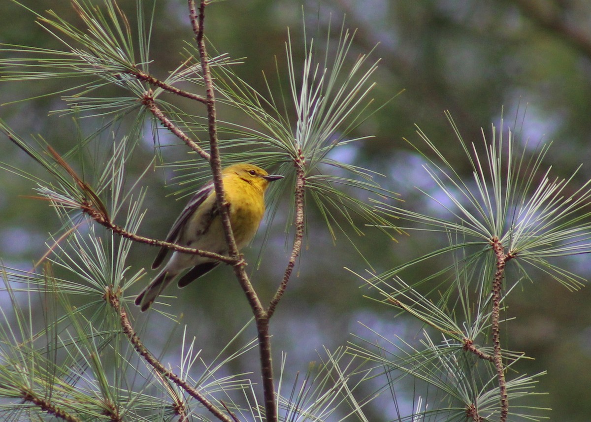 eBird Checklist - 7 Apr 2020 - Deer Creek Reservoir (Stark Co.) - 16 ...