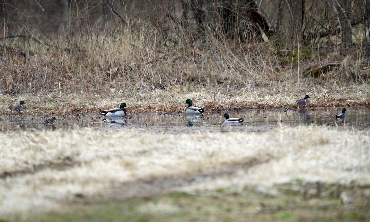 Green-winged Teal - ML221630571