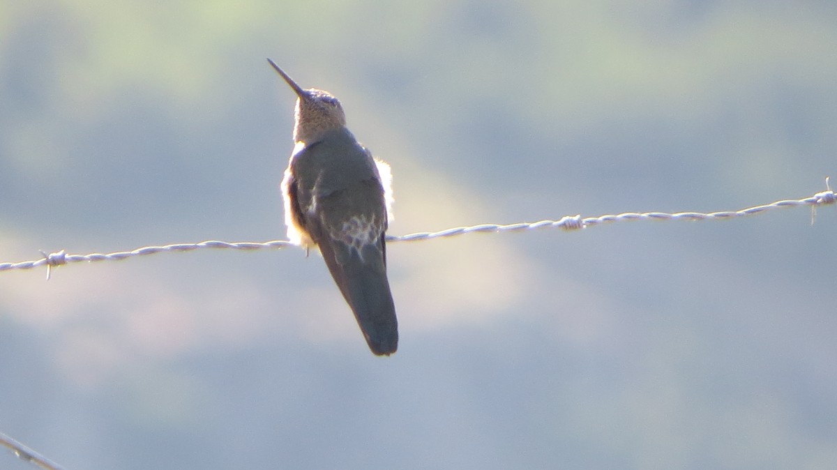 Giant Hummingbird - ML221634691