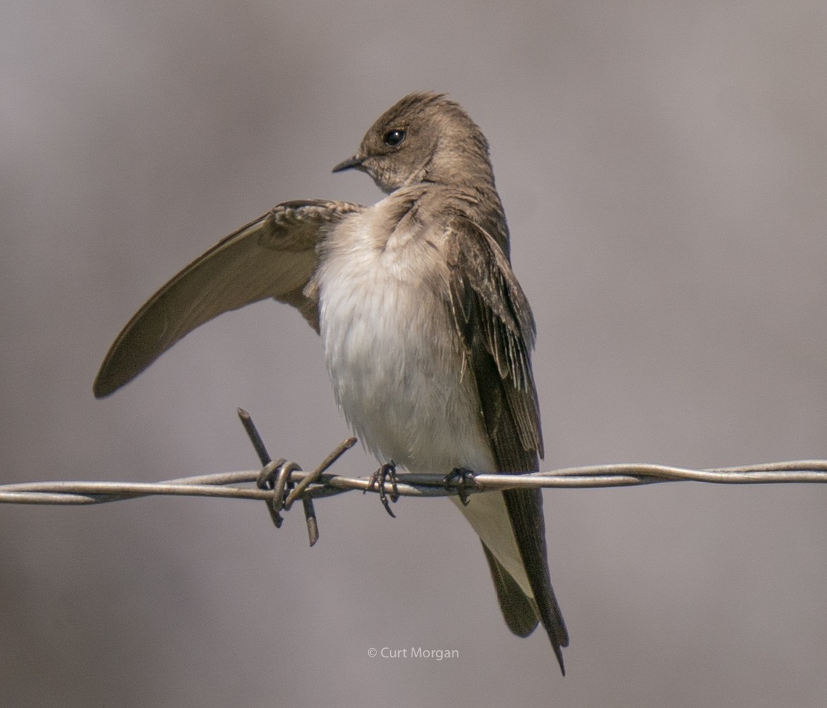 Northern Rough-winged Swallow - Curt Morgan