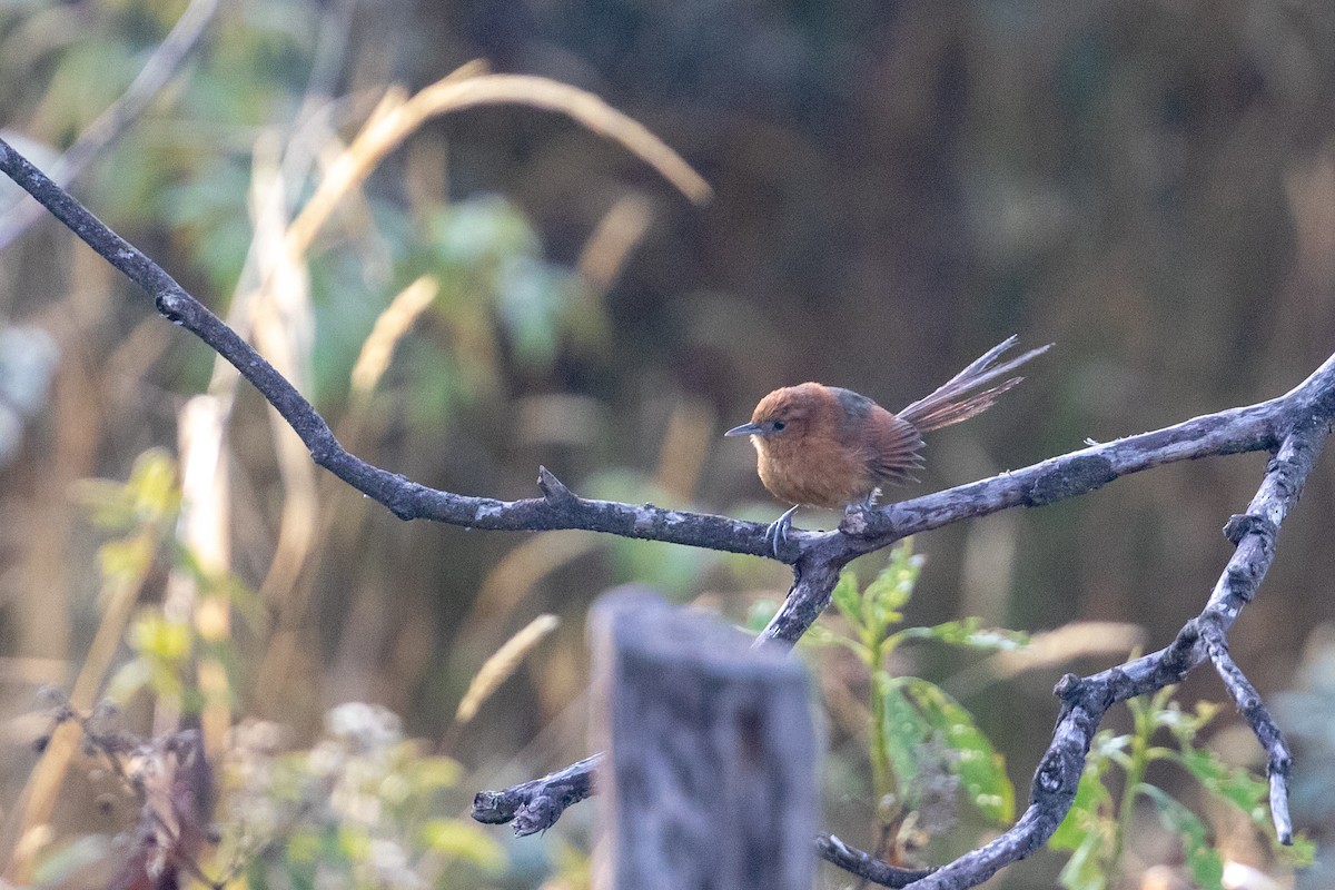 Rusty-headed Spinetail - Cory Gregory