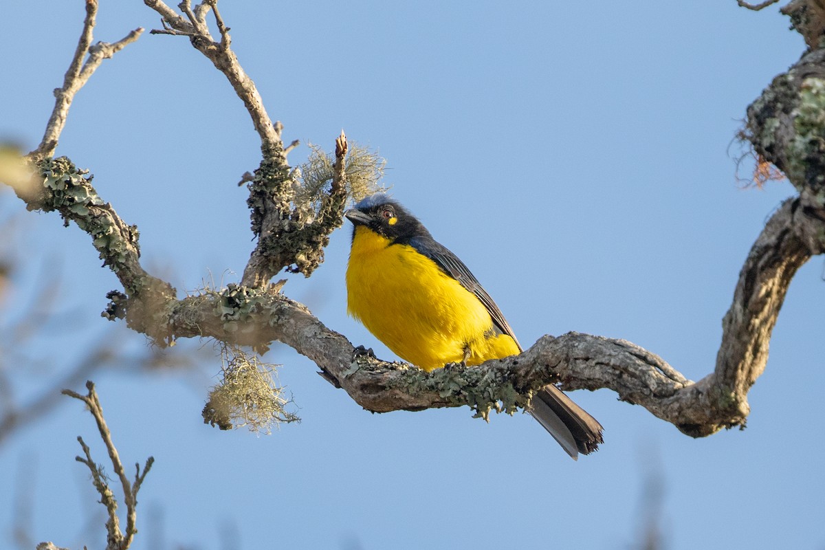 Black-cheeked Mountain Tanager - ML221635311