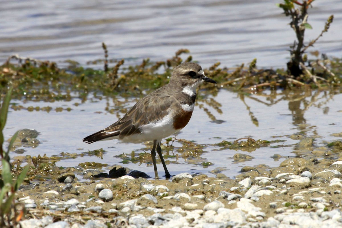 Double-banded Plover - ML221635611