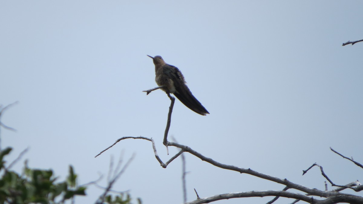 Giant Hummingbird - ML221638191