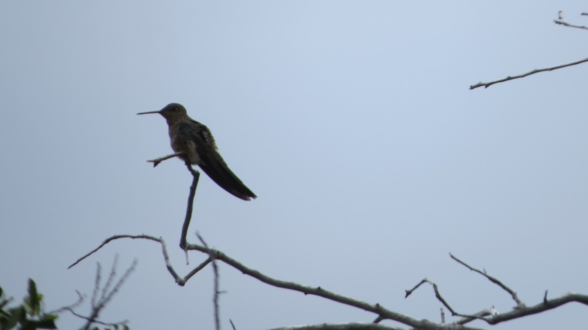 Giant Hummingbird - ML221638211