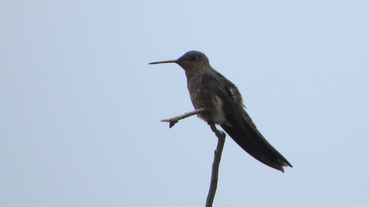 Giant Hummingbird - ML221638221