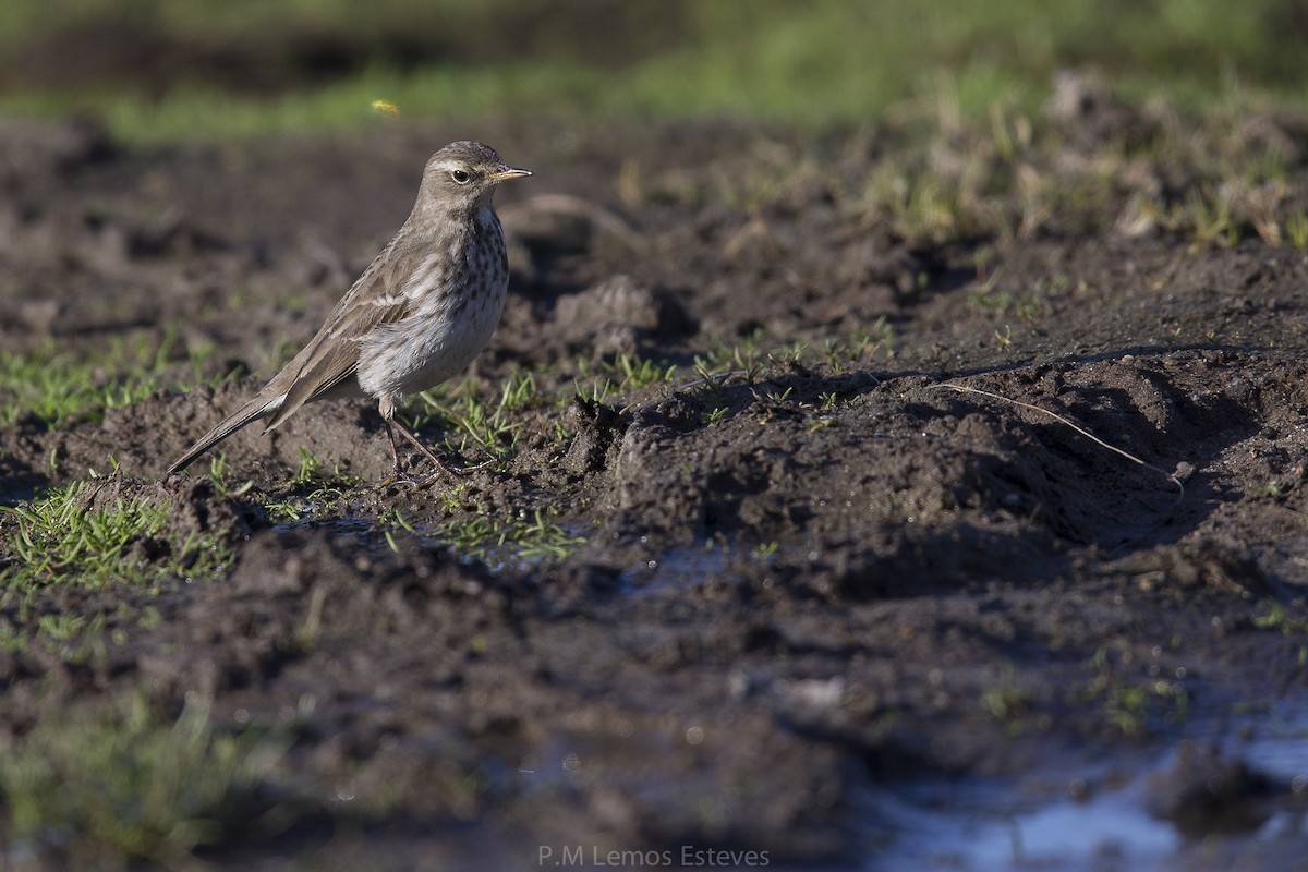 Water Pipit - ML22163961