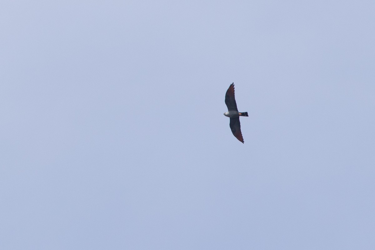 Plumbeous Kite - ML221642741