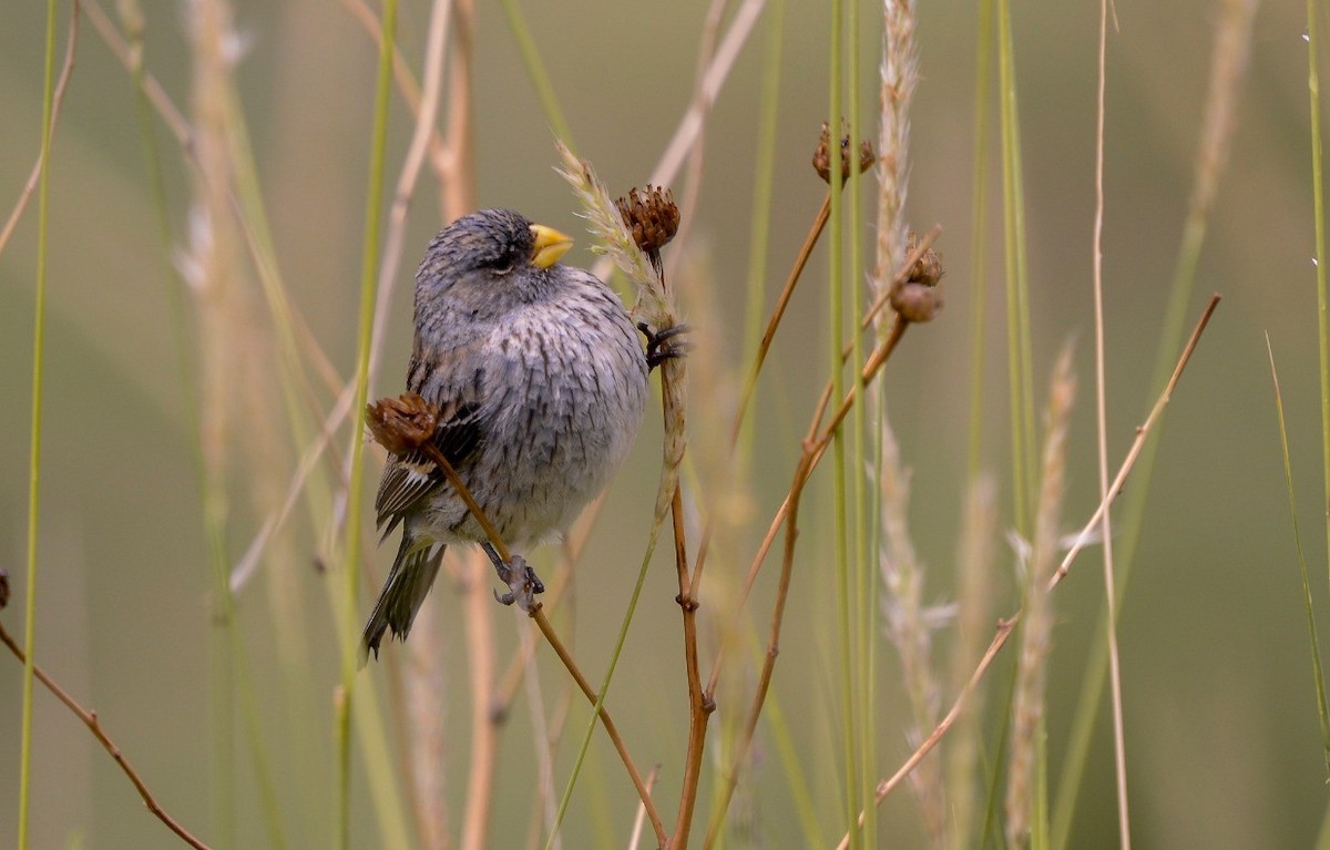 Band-tailed Seedeater - ML221649741