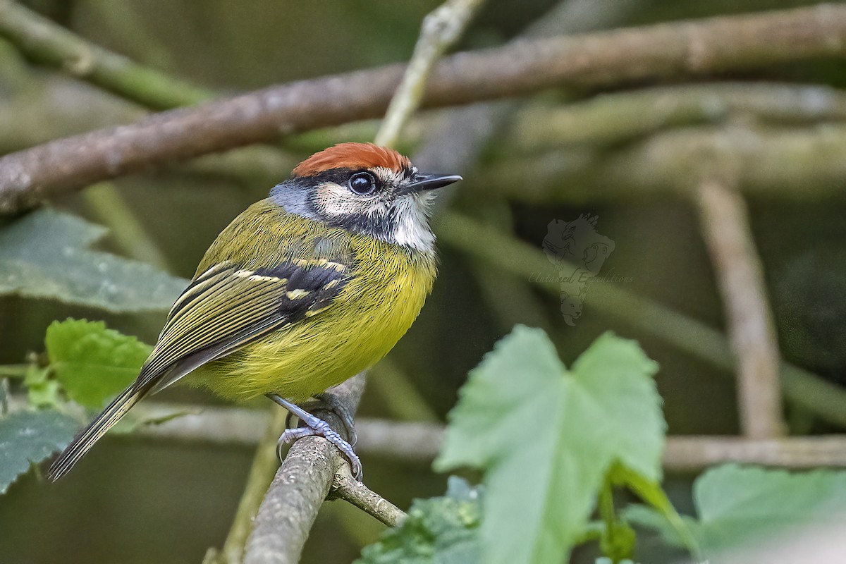 Rufous-crowned Tody-Flycatcher - Untamed Expeditions