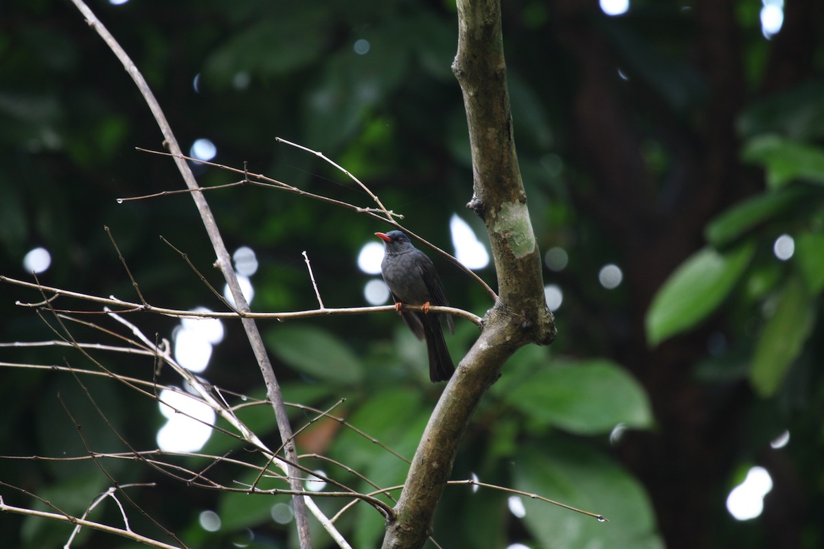 Square-tailed Bulbul (Sri Lanka) - ML221659881