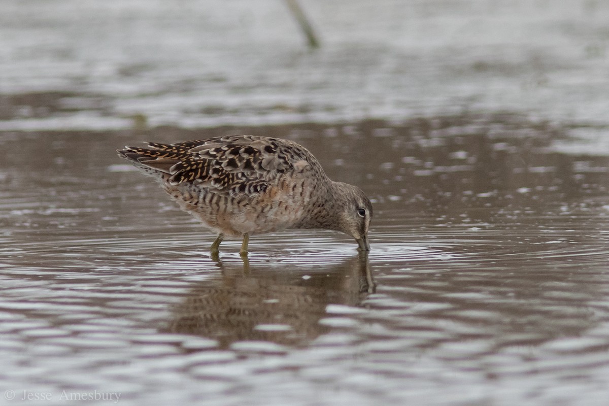 Long-billed Dowitcher - Jesse Amesbury