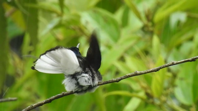 kolibřík bělokrký - ML221667321