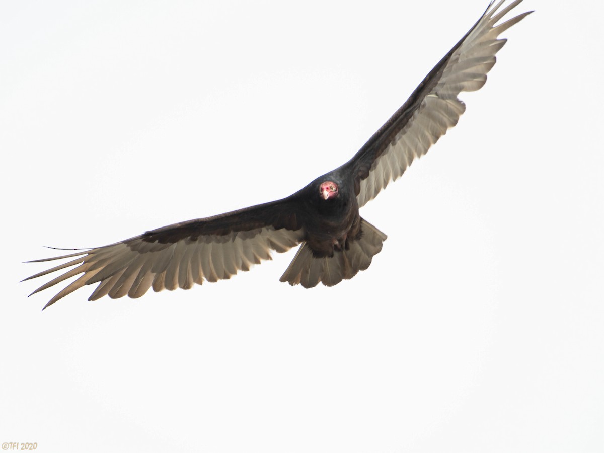 Turkey Vulture - T I
