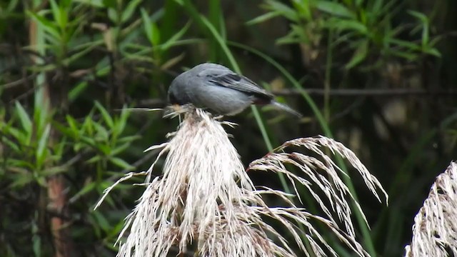 Band-tailed Seedeater - ML221675041