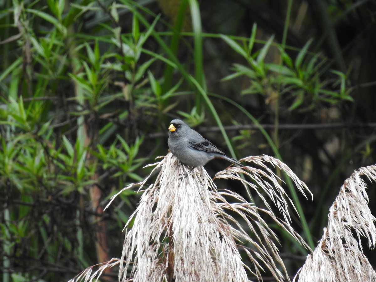 Band-tailed Seedeater - ML221675291
