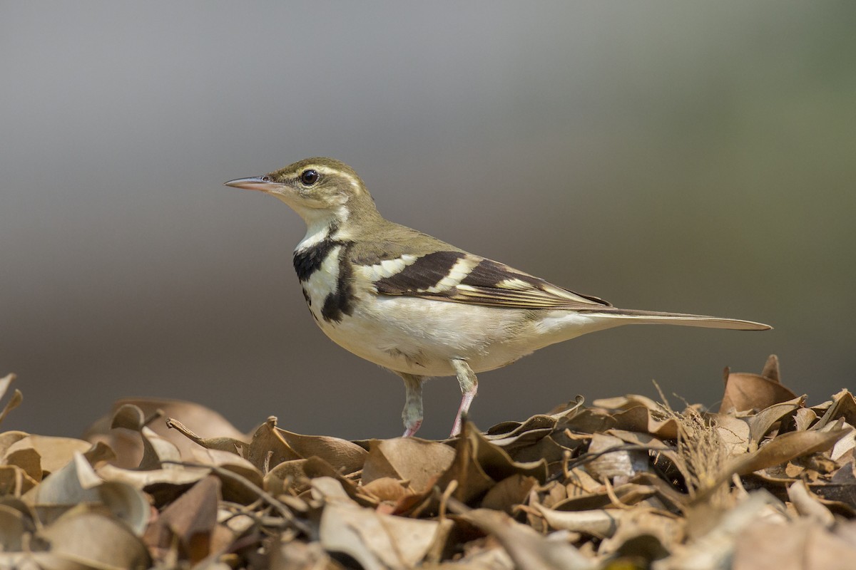 Forest Wagtail - ML221676551