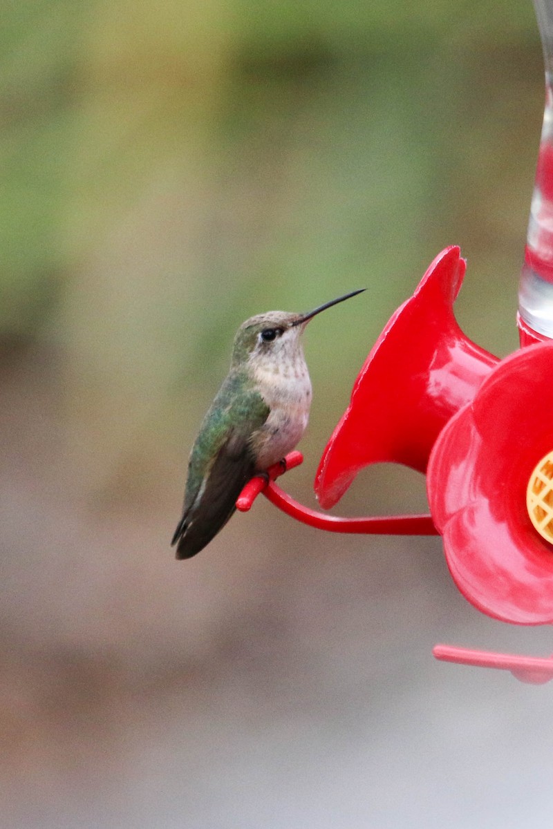 Calliope Hummingbird - Michael Weaver