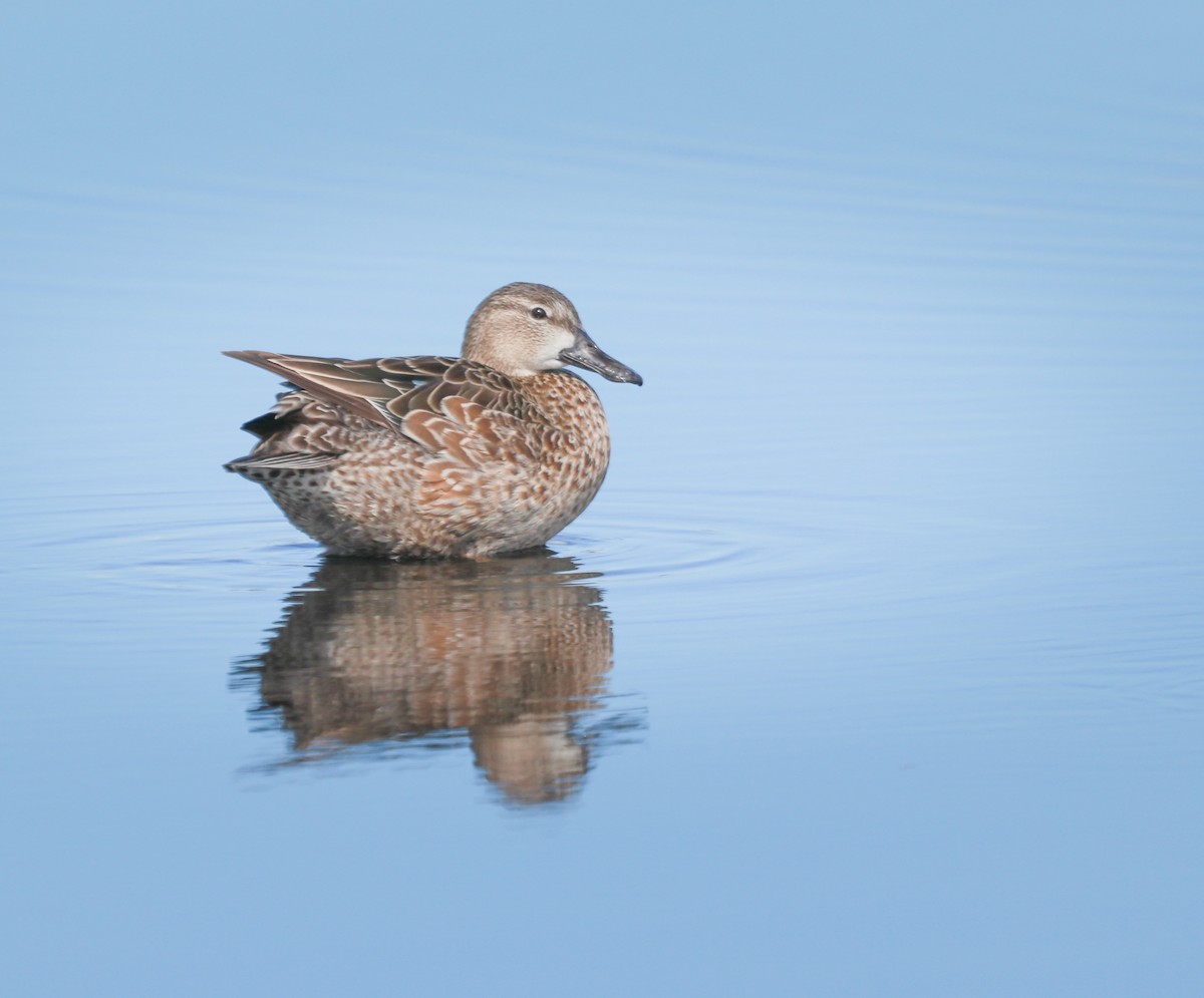 Blue-winged Teal - ML221678361