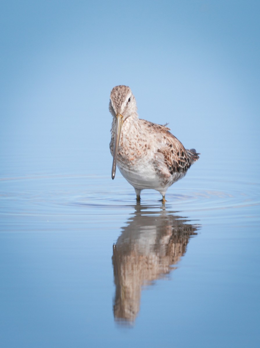 Long-billed Dowitcher - ML221679401
