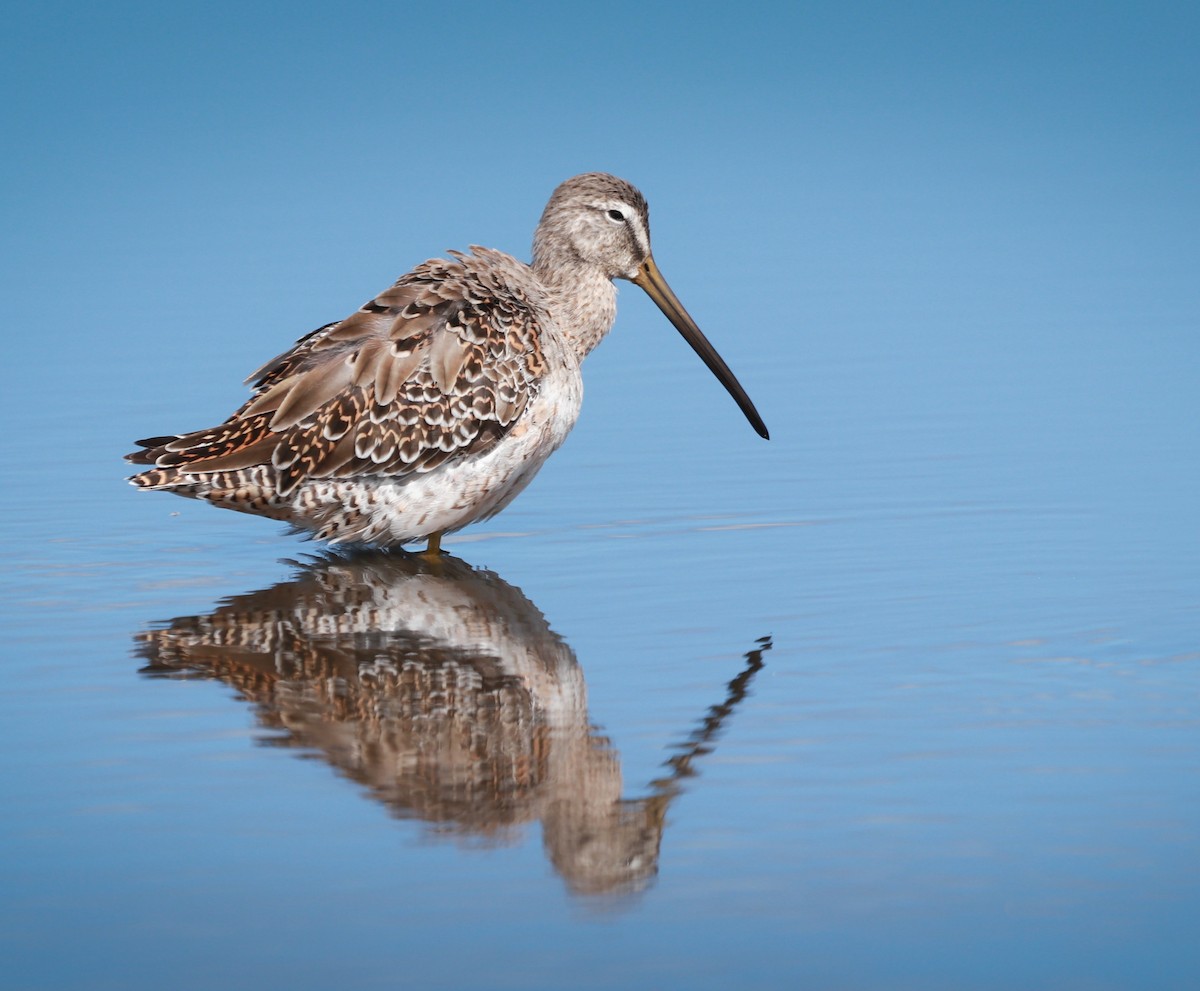 Long-billed Dowitcher - ML221679411