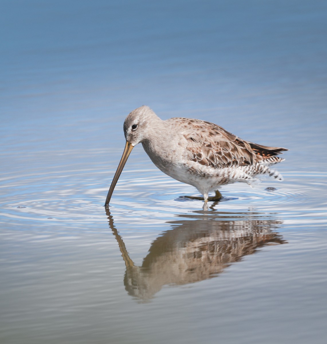 Long-billed Dowitcher - ML221679421