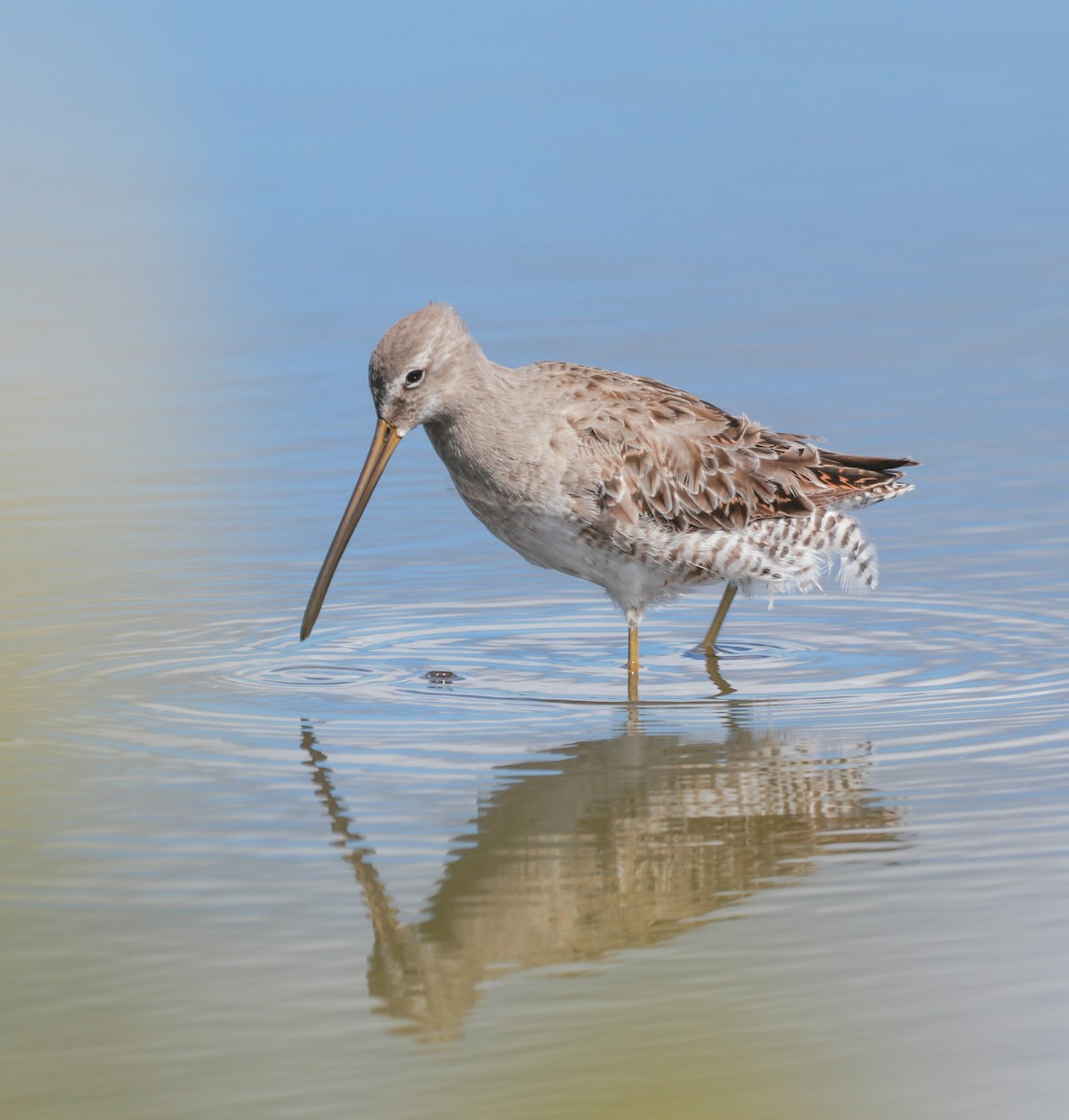 Long-billed Dowitcher - ML221679431