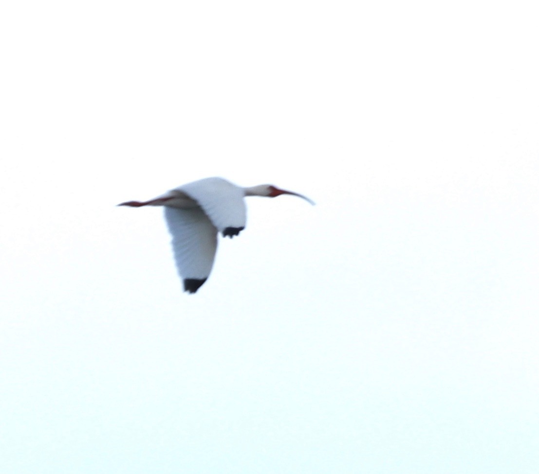 ibis bílý - ML221681371