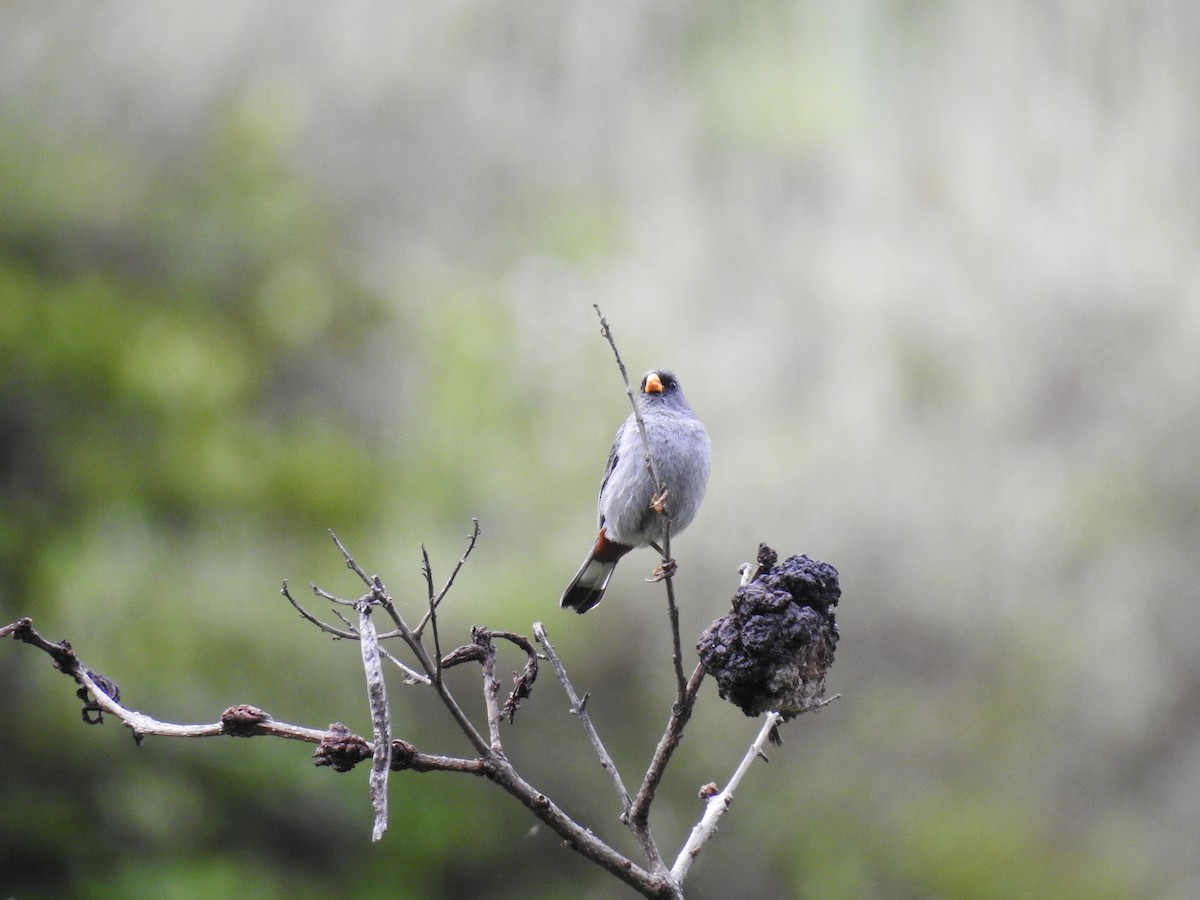 Band-tailed Seedeater - ML221681481