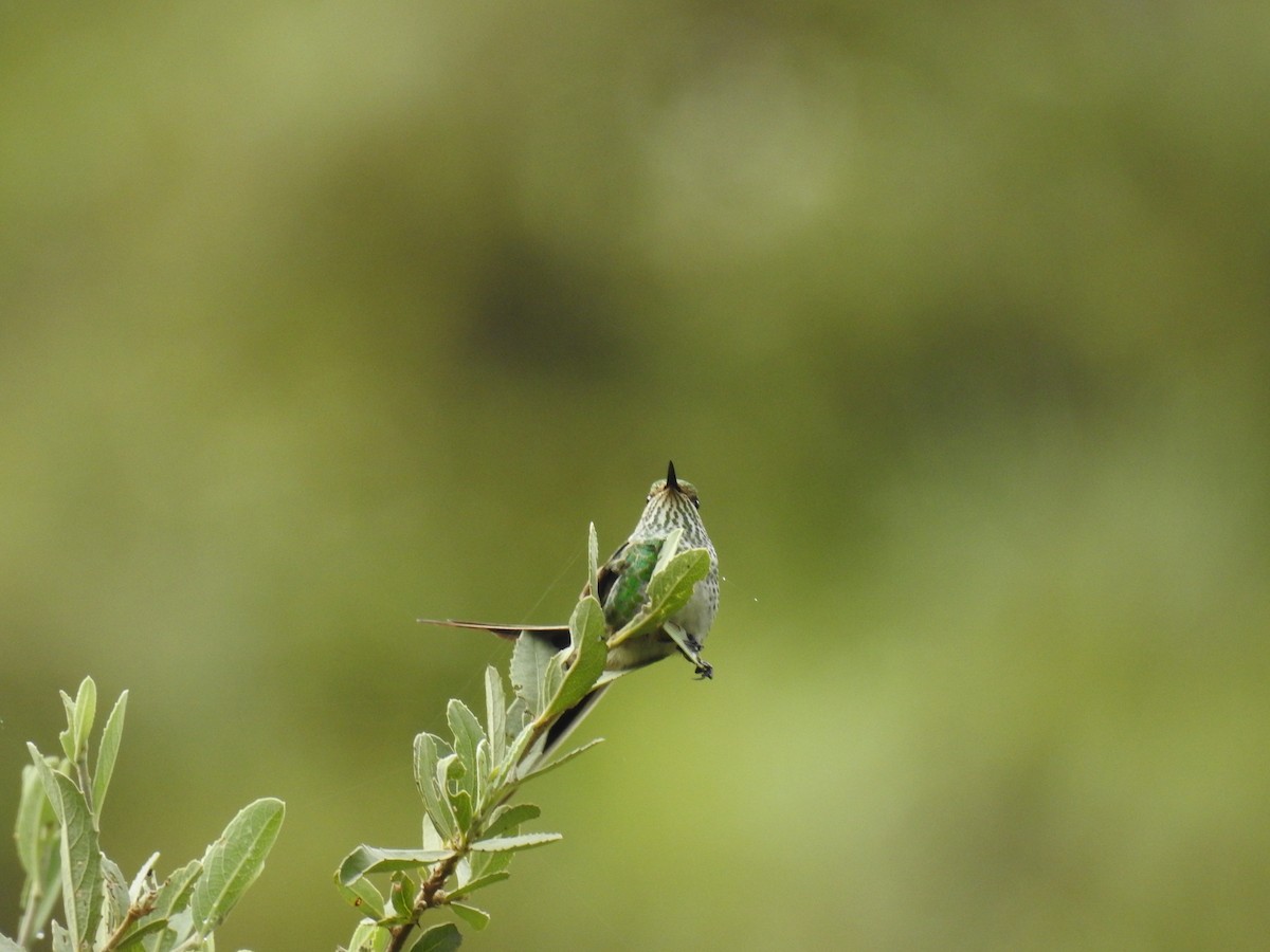 Yeşil Kuyruklu Kolibri - ML221681641
