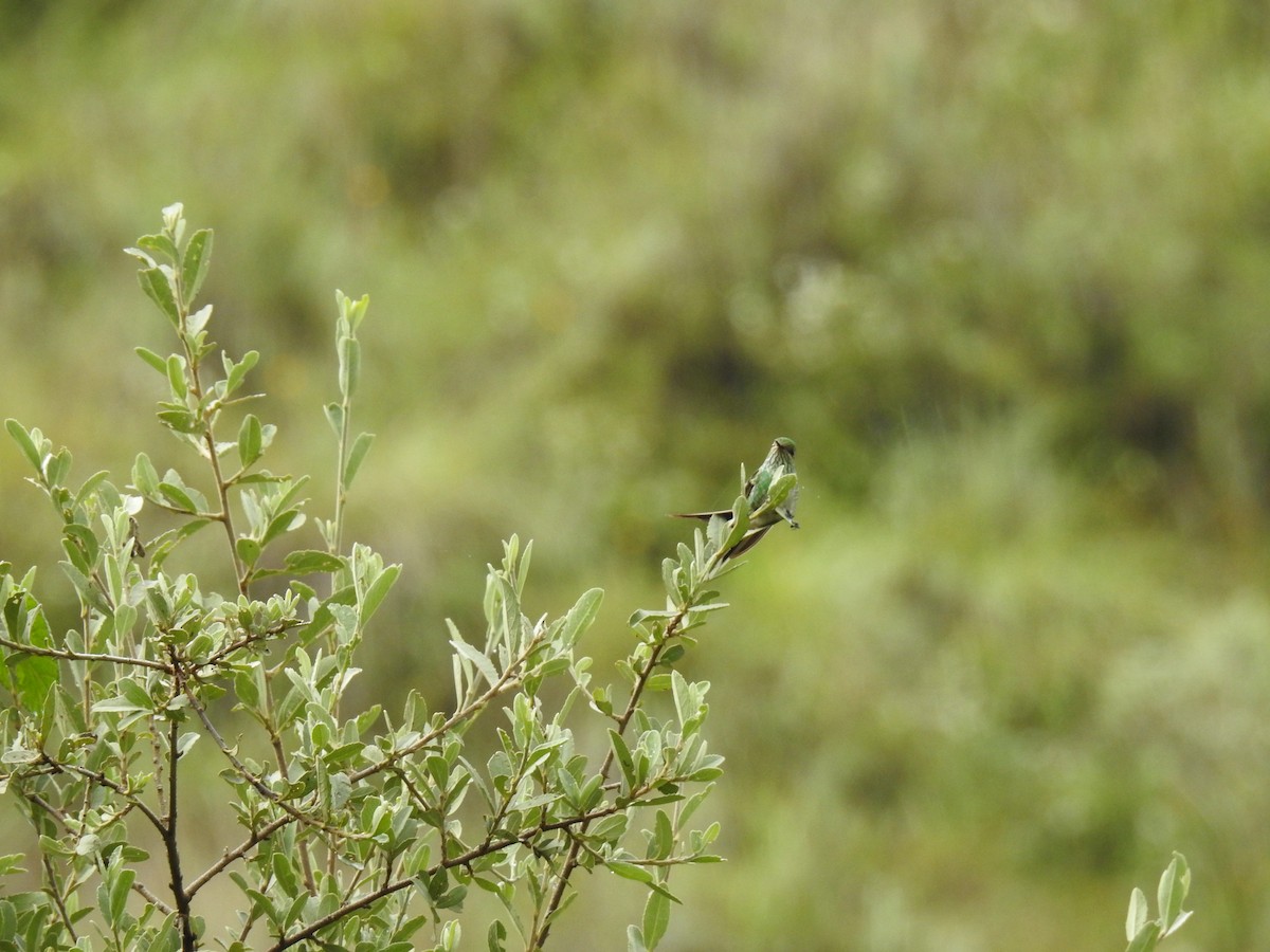 Yeşil Kuyruklu Kolibri - ML221681741