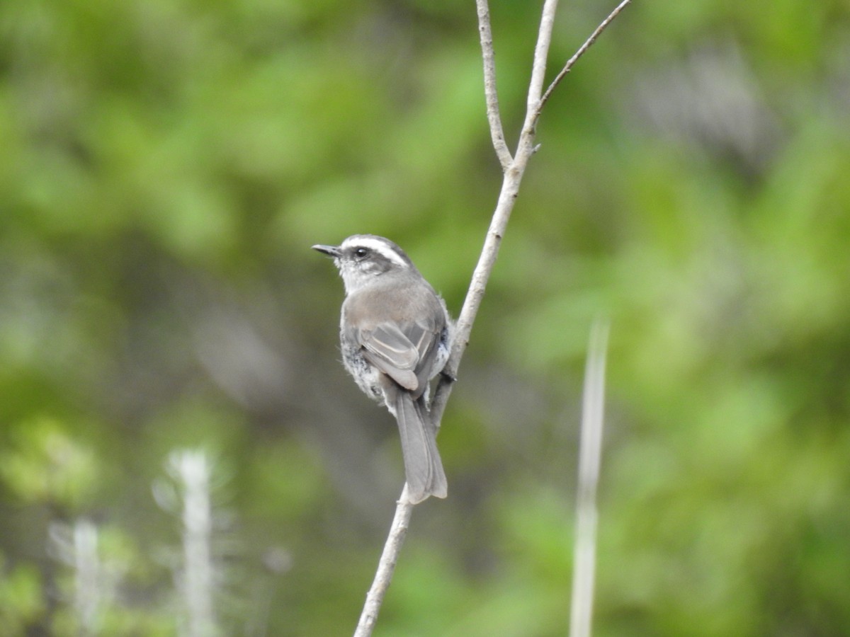 White-browed Chat-Tyrant - ML221682111
