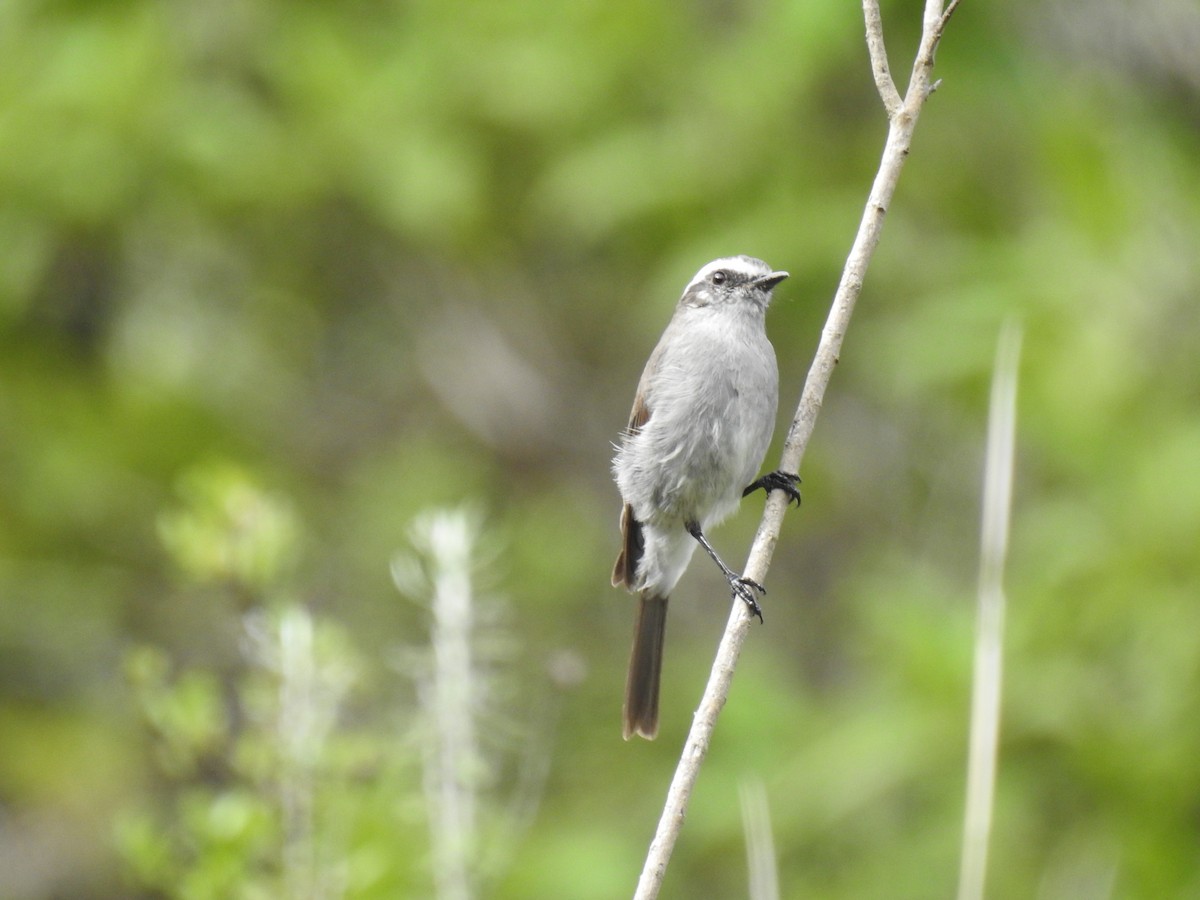 White-browed Chat-Tyrant - ML221682121
