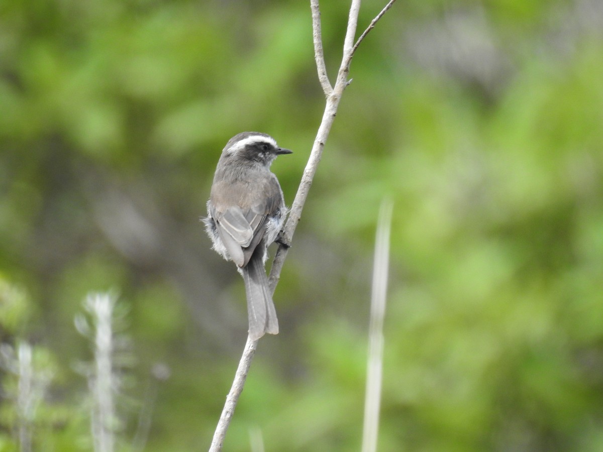 White-browed Chat-Tyrant - ML221682131