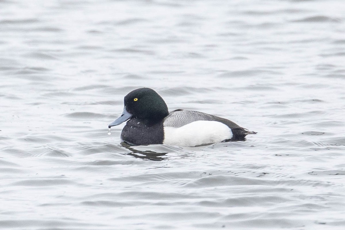 Greater Scaup - Miles Tindal