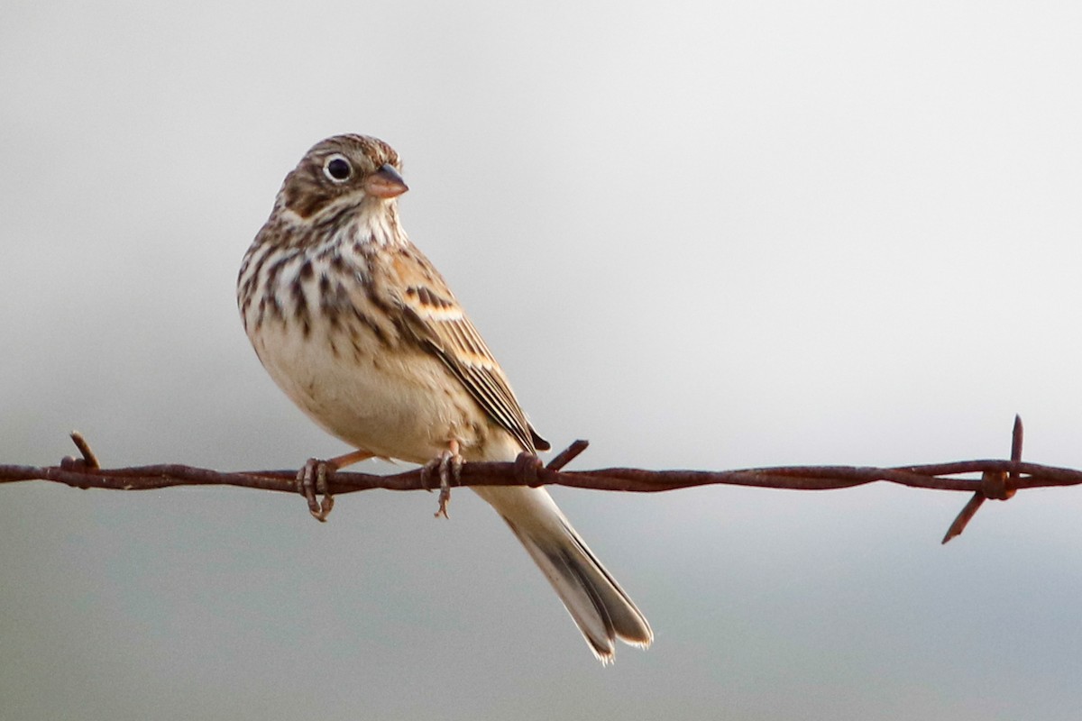 Vesper Sparrow - Byron Stone