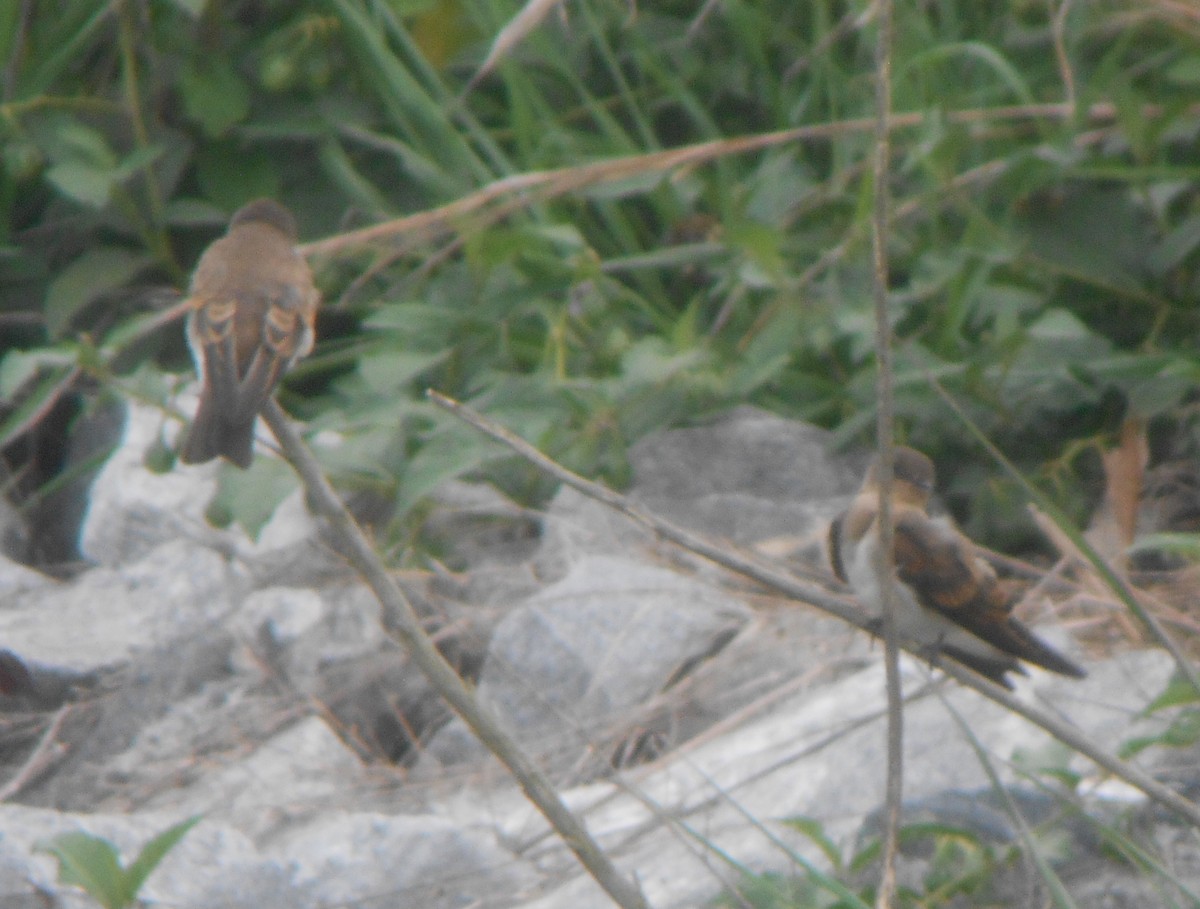 Northern Rough-winged Swallow - ML22168391