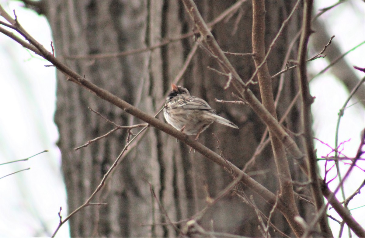 Harris's Sparrow - ML221686751