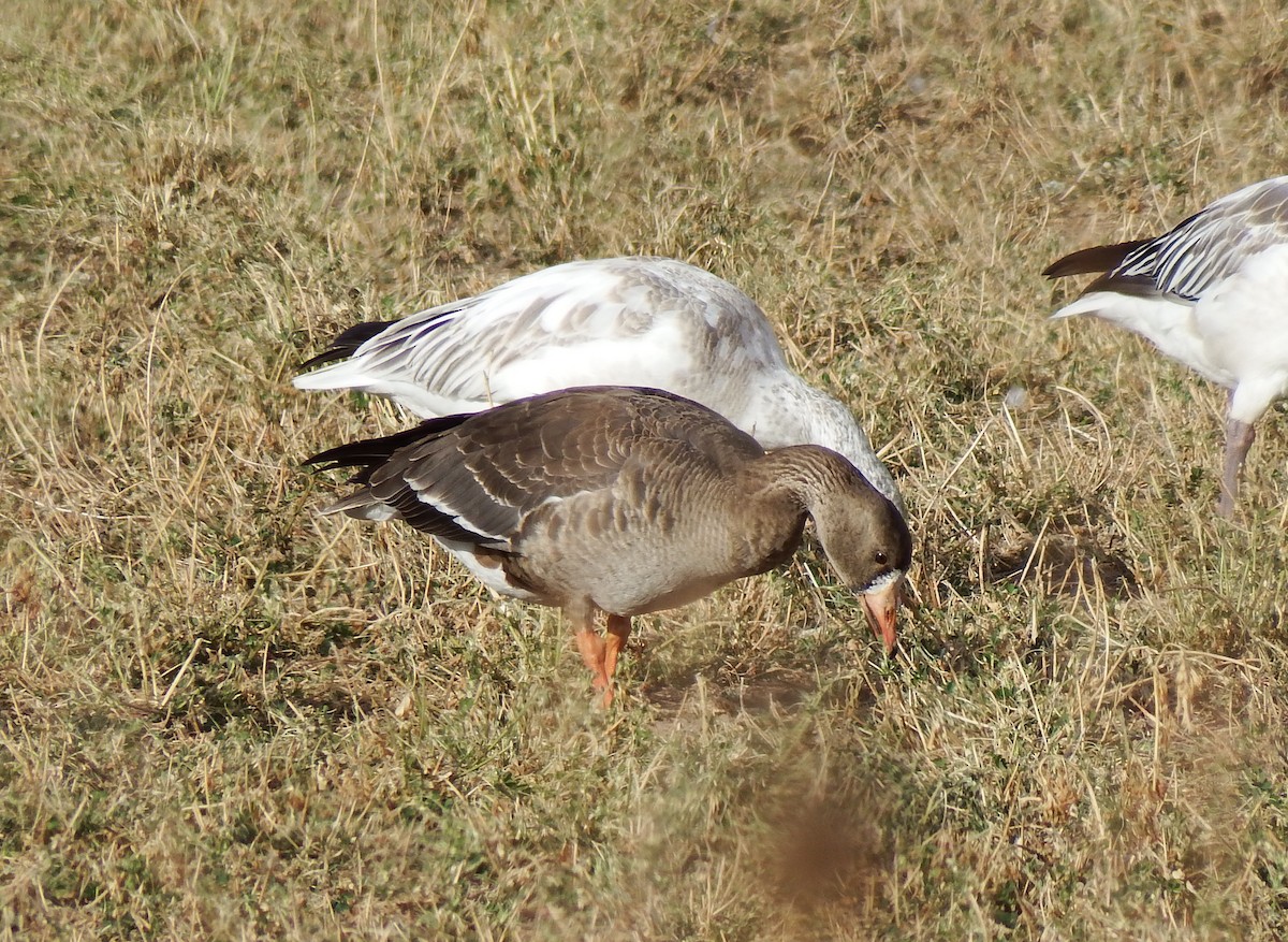 Greater White-fronted Goose - Adrienne Warner