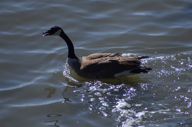 Ganso Canadiense eBird Argentina