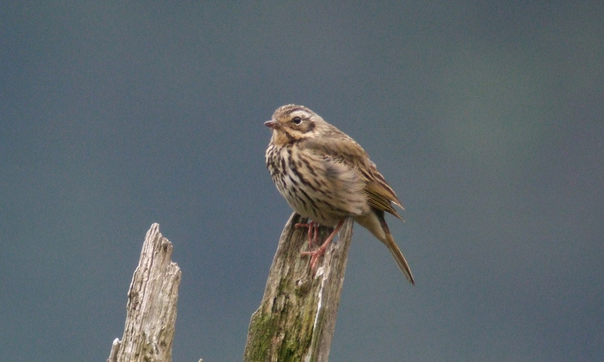 Olive-backed Pipit - ML221697011