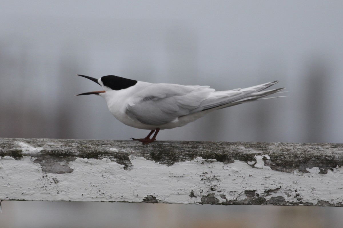 White-fronted Tern - ML221701071